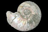 Iridescent, Pyritized Ammonite (Quenstedticeras) Fossil - Russia #175017-1